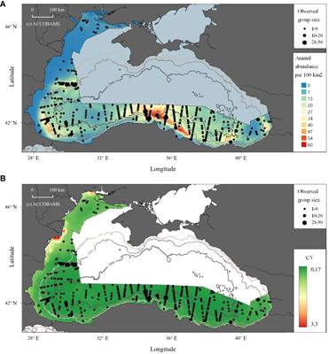 Density and abundance estimates of cetaceans in the Black Sea through aerial surveys (ASI/CeNoBS)